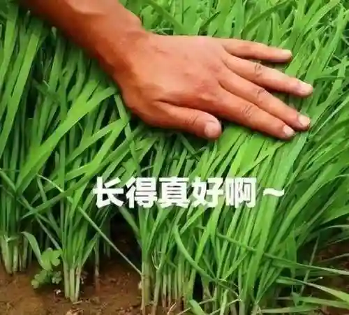 剑网3手游和端游互通吗(剑网3手游最新消息)插图2