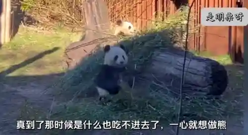 狗熊奶妈阵容怎么搭配(云顶之弈奶妈主c阵容)插图3 狗熊奶妈阵容怎么搭配(云顶之弈奶妈主c阵容)插图3