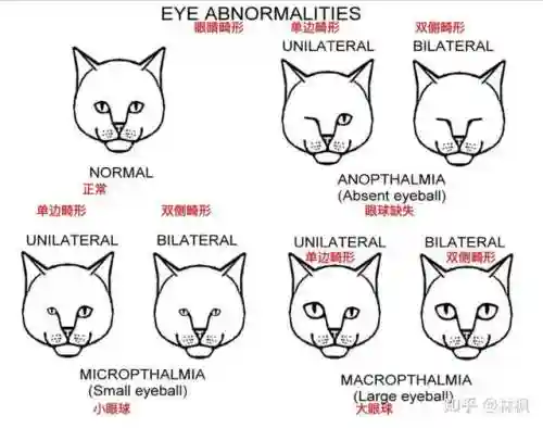 不同阵容猫咪搭配图表大全(狂战士搭配什么阵容)插图5