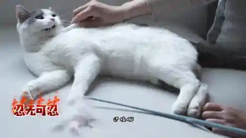 快猫记录世界记录你(km368记录生活记录你)