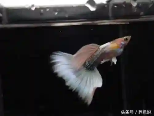 孔雀三拉阵容搭配(潘多拉阵容搭配推荐)插图1