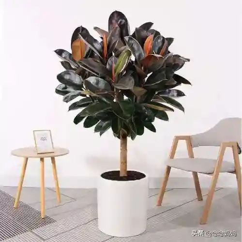 植物大战僵尸叶子阵容搭配(植物僵尸最强阵容)插图6