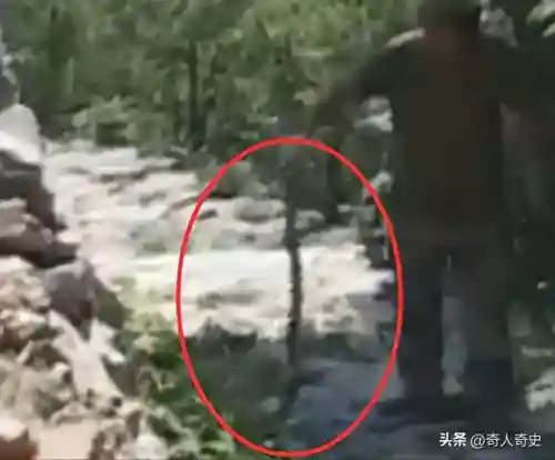 中国八三年蛇灾(83蛇灾最后是谁解决的)插图12