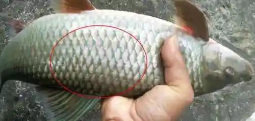 变异鱼在哪里钓(怎么钓变异鱼最快)插图1