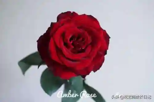 传奇红玫瑰搭配阵容图片(传奇红玫瑰花介绍)插图1