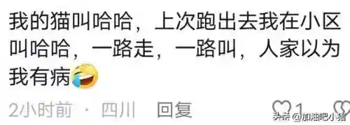 猫咪最新永久地域网名(猫咪的最新网名自动跳转)插图14 猫咪最新永久地域网名(猫咪的最新网名自动跳转)插图14