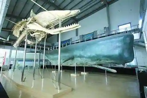 4050华佗的阵容搭配(华佗适合什么阵容)插图22