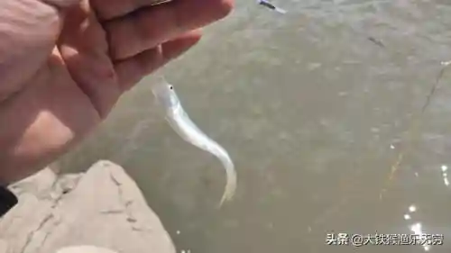 十大垃圾鱼(清理鱼缸粪便鱼前十名)插图2