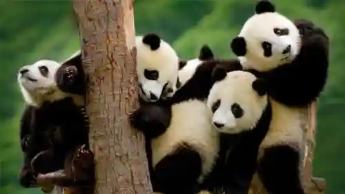 大熊猫的资料(三年级写熊猫300字优秀)插图13