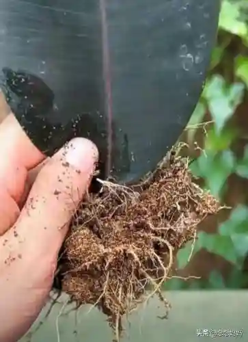 植物大战僵尸叶子阵容搭配(植物僵尸最强阵容)插图8