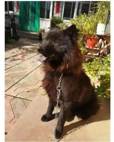 小黑宠物阵容搭配攻略(萌宠训练师最强阵容推荐)插图2