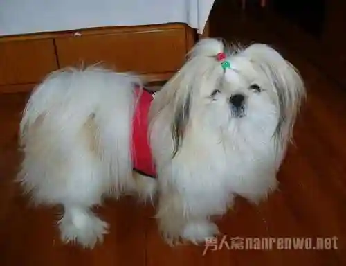 狗狗品种大全(狗狗品种识别软件)插图20
