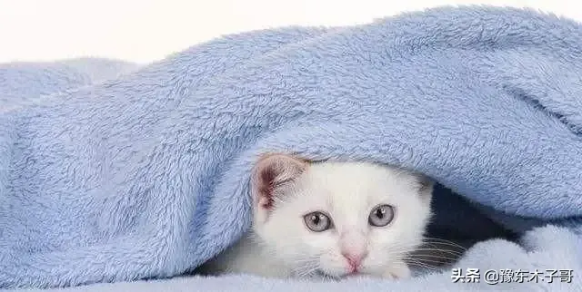 猫咪找不到了怎么办(猫咪最新地域网名是什么啥)插图2