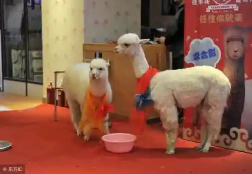 造梦西游3梼杌在哪(梼杌副本进入方法)插图1