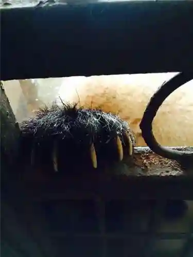 大熊猫的资料(三年级写熊猫300字优秀)插图10