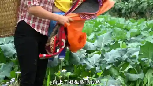 幻象阿飞阵容搭配攻略(天空的魔幻城阵容)插图1
