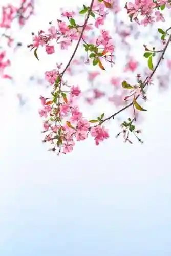 海棠线上文学城手机版(海棠文学城怎么进入)插图16 海棠线上文学城手机版(海棠文学城怎么进入)插图16