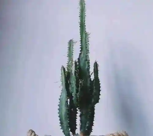 镇宅最灵的三种花(排名第一镇宅花)插图3