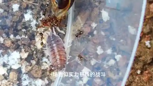 蚂蚁大战游戏推荐阵容搭配(蚂蚁战争游戏)插图2