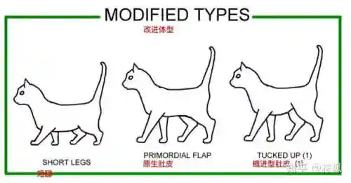 不同阵容猫咪搭配图表大全(狂战士搭配什么阵容)插图1