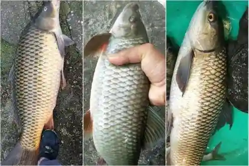 变异鱼在哪里钓(怎么钓变异鱼最快)插图2