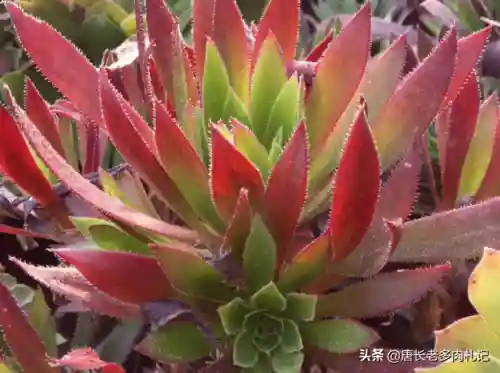 法师凤凰阵容搭配图片高清(云顶之弈最新法师阵容)插图6
