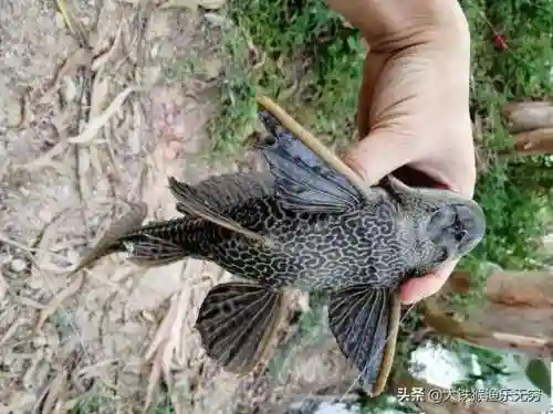 十大垃圾鱼(清理鱼缸粪便鱼前十名)插图7