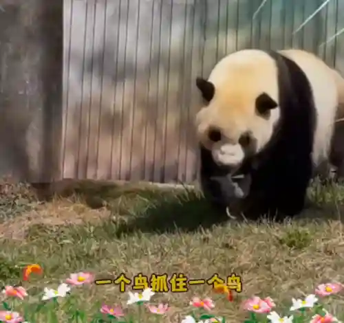 疯狂小鸟出击阵容搭配(全民鸟将后期阵容搭配推荐)
