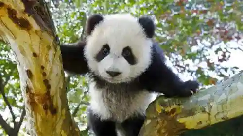 大熊猫的资料(三年级写熊猫300字优秀)