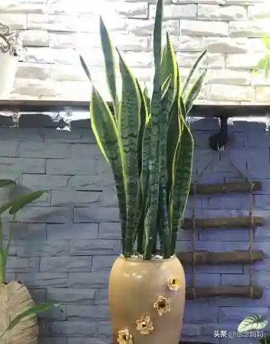 植物大战僵尸叶子阵容搭配(植物僵尸最强阵容)插图10