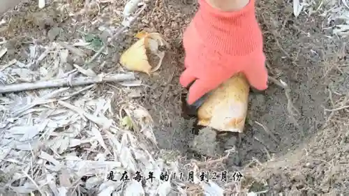 挖派最强阵容搭配(决斗大师阵容搭配)