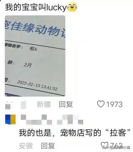 猫咪最新永久地域网名(猫咪的最新网名自动跳转)插图18 猫咪最新永久地域网名(猫咪的最新网名自动跳转)插图18