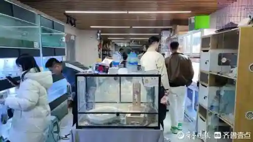 蜘蛛养蛙阵容搭配(癫癫蛙的考验最强输出阵容)插图4