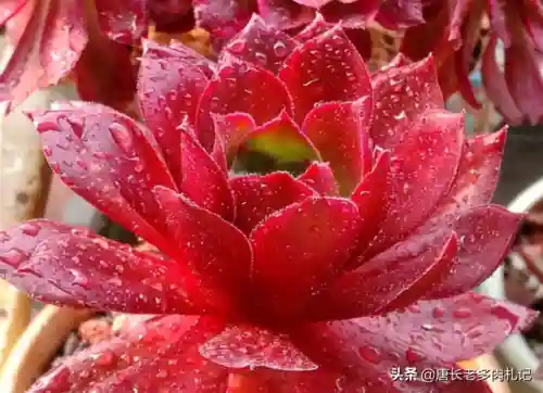 法师凤凰阵容搭配图片高清(云顶之弈最新法师阵容)