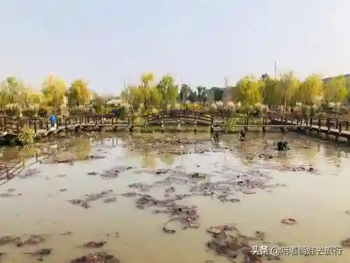 洛克王国紫藤快速获得(洛克王国紫藤150怎么弄)插图19
