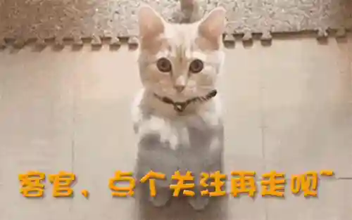 北舞老师阵容搭配图(灰熊队历年阵容)插图33