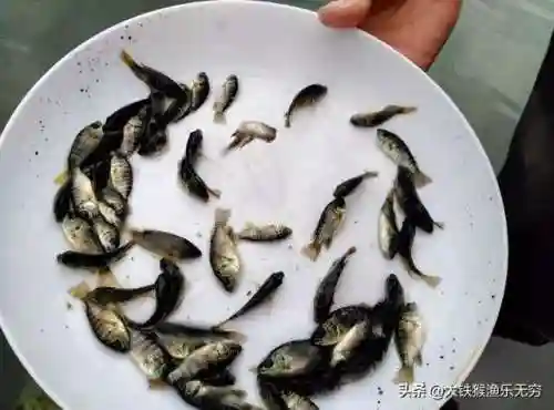 十大垃圾鱼(清理鱼缸粪便鱼前十名)插图10