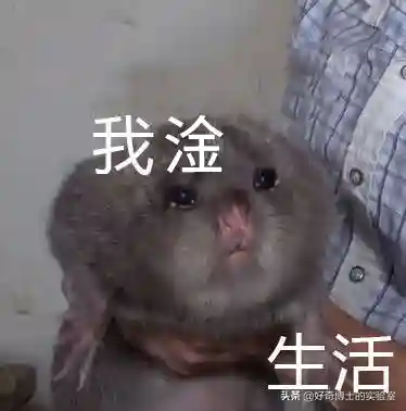 淦是什么意思(淦这个梗的意思)插图29 淦是什么意思(淦这个梗的意思)插图29