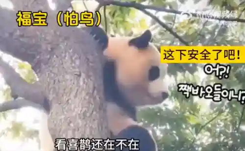 疯狂小鸟出击阵容搭配(全民鸟将后期阵容搭配推荐)插图21