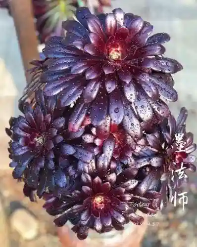 法师最牛最霸气名字(一眼就看出是玩法师的ID)插图4