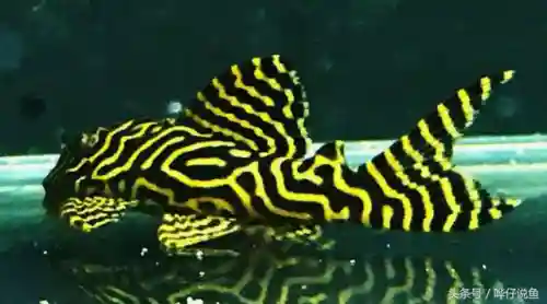 怪怪水族箱鱼类介绍(怪怪水族馆所有生物图鉴)插图1