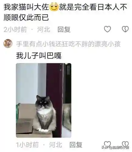 猫咪最新永久地域网名(猫咪的最新网名自动跳转)插图17 猫咪最新永久地域网名(猫咪的最新网名自动跳转)插图17