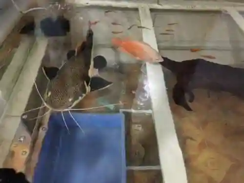 招财猫阵容搭配(熊猫冈布奥阵容搭配)插图3