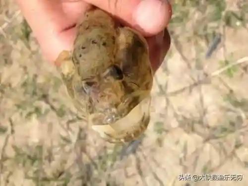十大垃圾鱼(清理鱼缸粪便鱼前十名)插图4