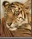 三国群英传7恶夔骑兵(三国群英传7变态兵种秘籍)插图47