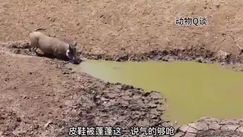 动物无敌阵容搭配(动物自走棋阵容推荐)插图3