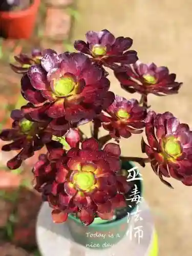 法师最牛最霸气名字(一眼就看出是玩法师的ID)插图25