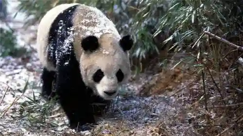 大熊猫的资料(三年级写熊猫300字优秀)插图20