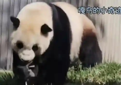 疯狂小鸟出击阵容搭配(全民鸟将后期阵容搭配推荐)插图3
