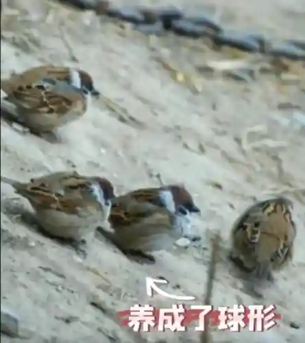 疯狂小鸟出击阵容搭配(全民鸟将后期阵容搭配推荐)插图14